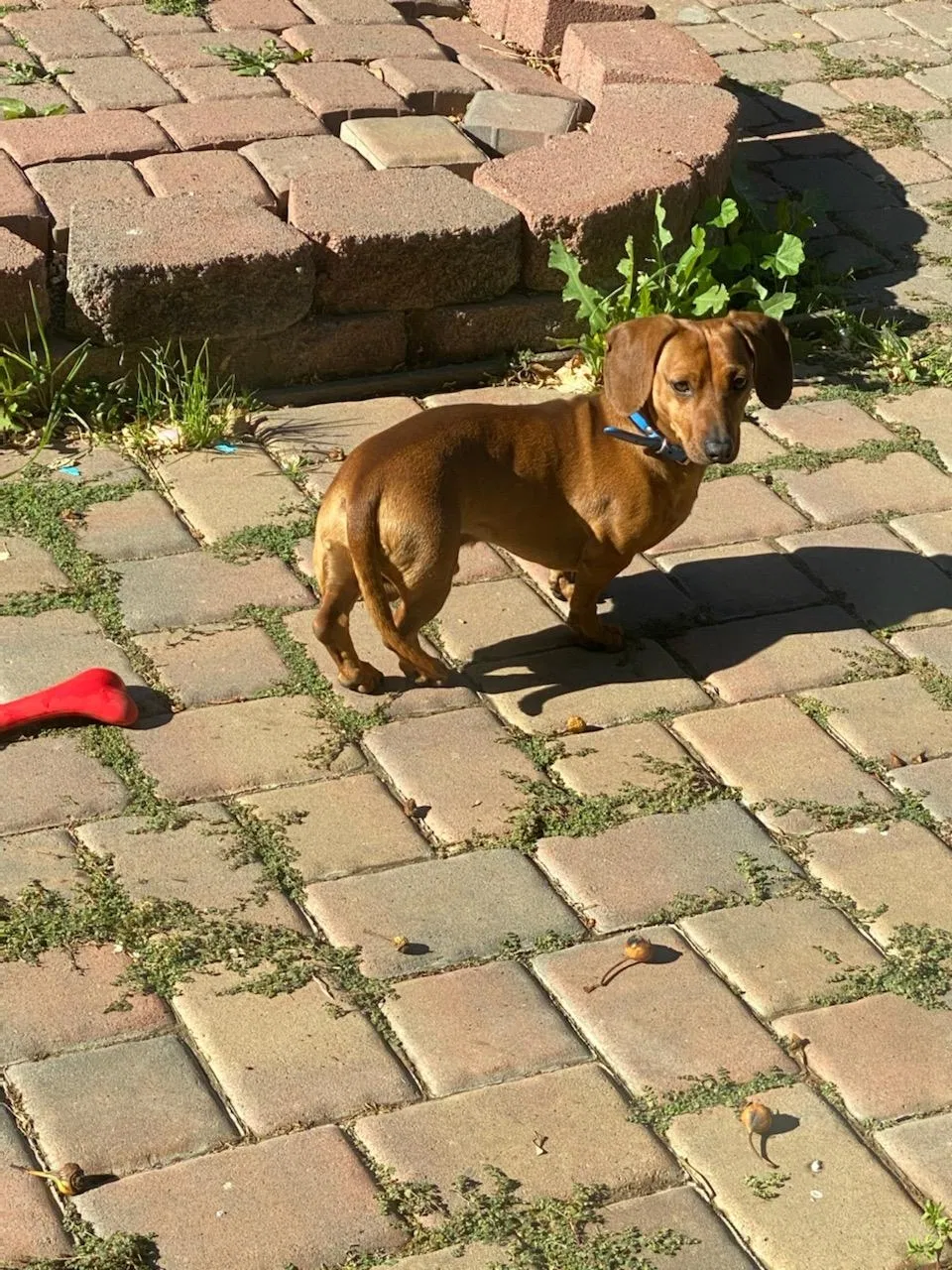 Lost dog in Greenfield, CA, 93927