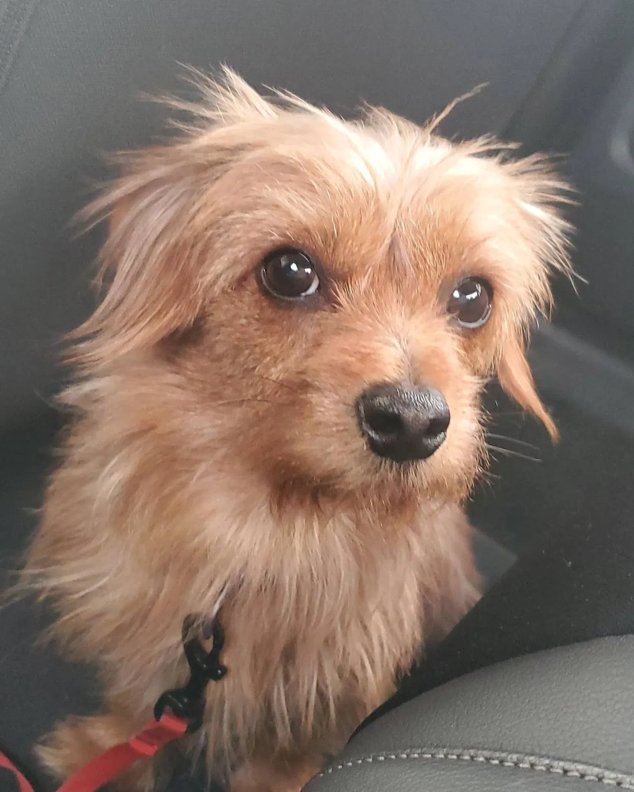 Lost dog in Salinas, CA, 93906