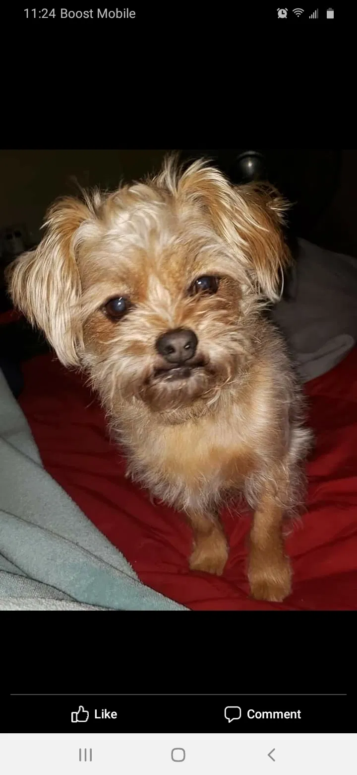 Lost dog in Smithsburg, MD, 21783