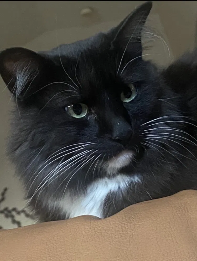 Lost cat in Menifee, CA, 92584