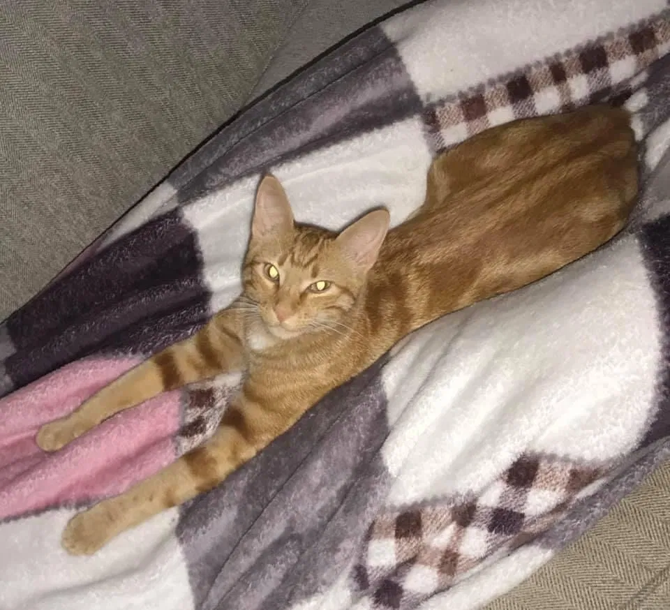 Lost cat in Sherwood, AR, 72120