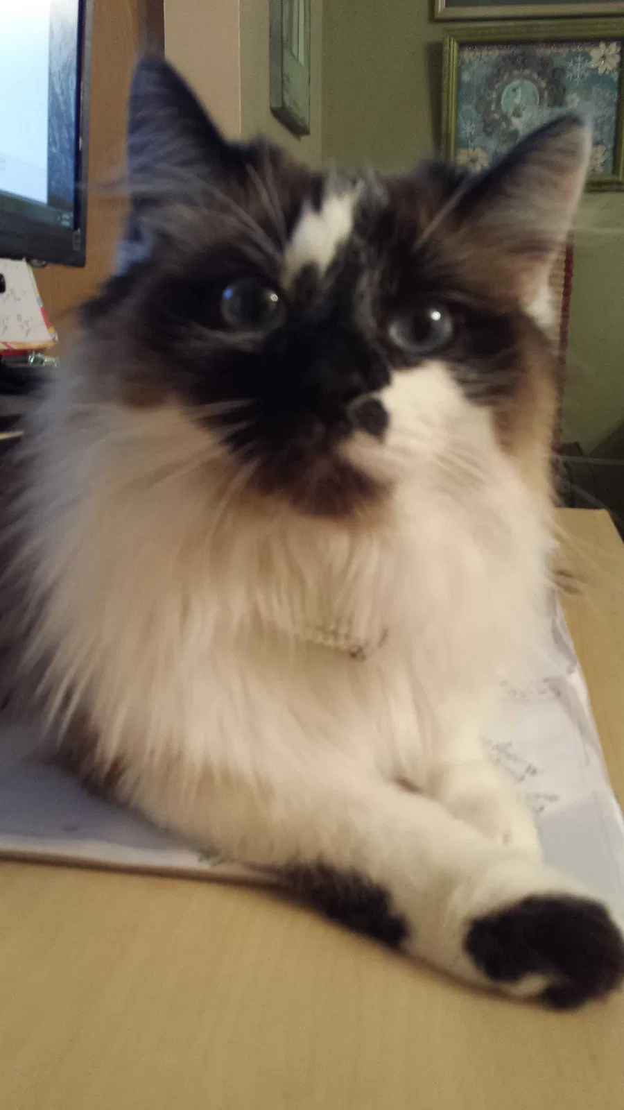 Lost cat in San Bernardino, CA, 92410