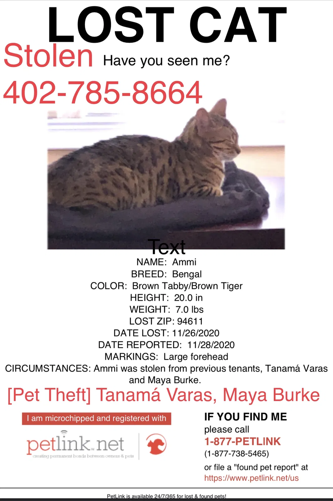 Lost cat in Oakland, CA, 94612