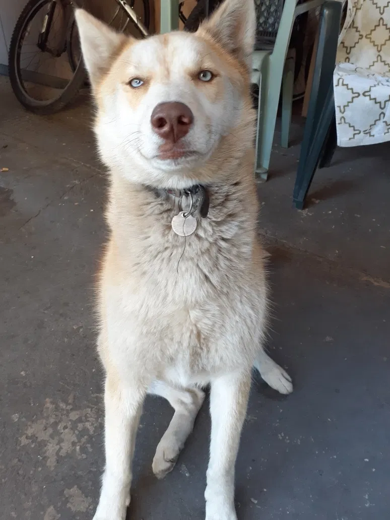 Lost dog in Riverside, CA, 92505