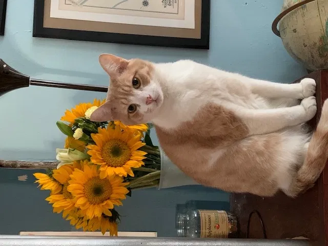 Lost cat in Cambridge, MA, 2139