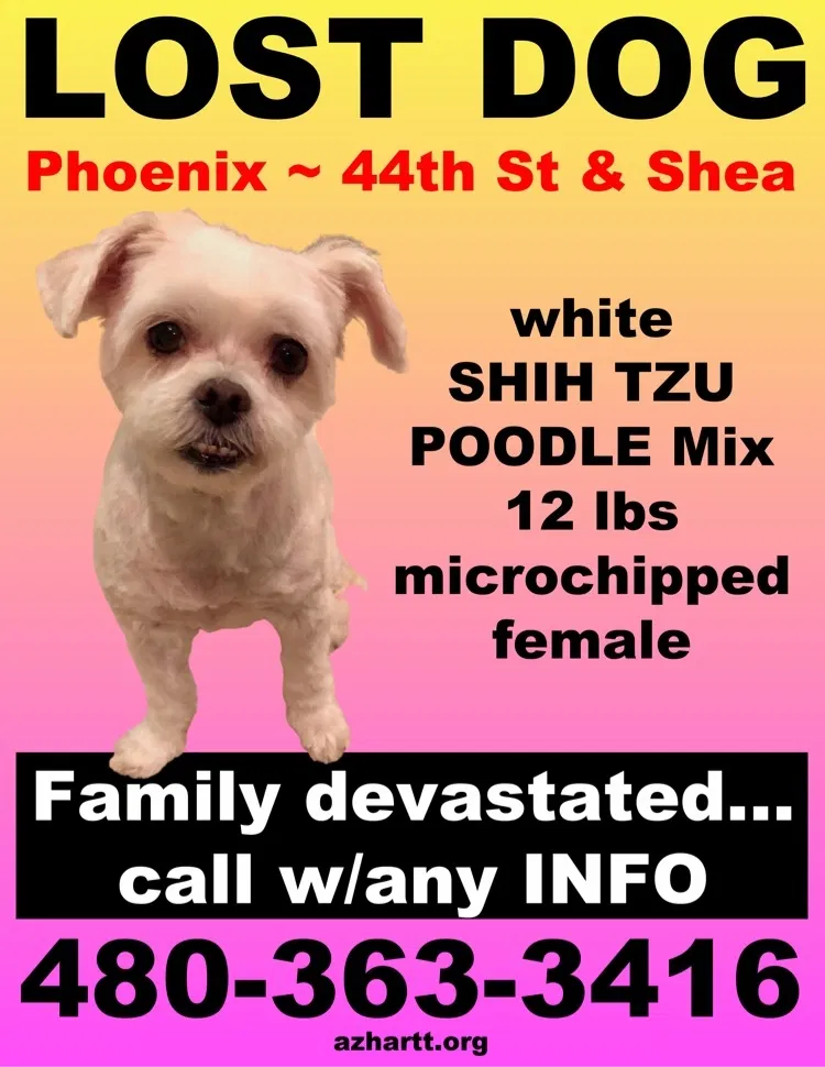 Lost dog in Phoenix, AZ, 85028