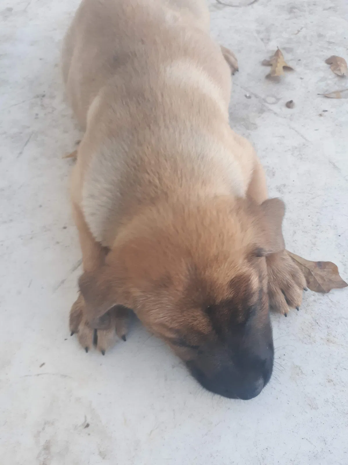 Lost dog in Memphis, TN, 38122