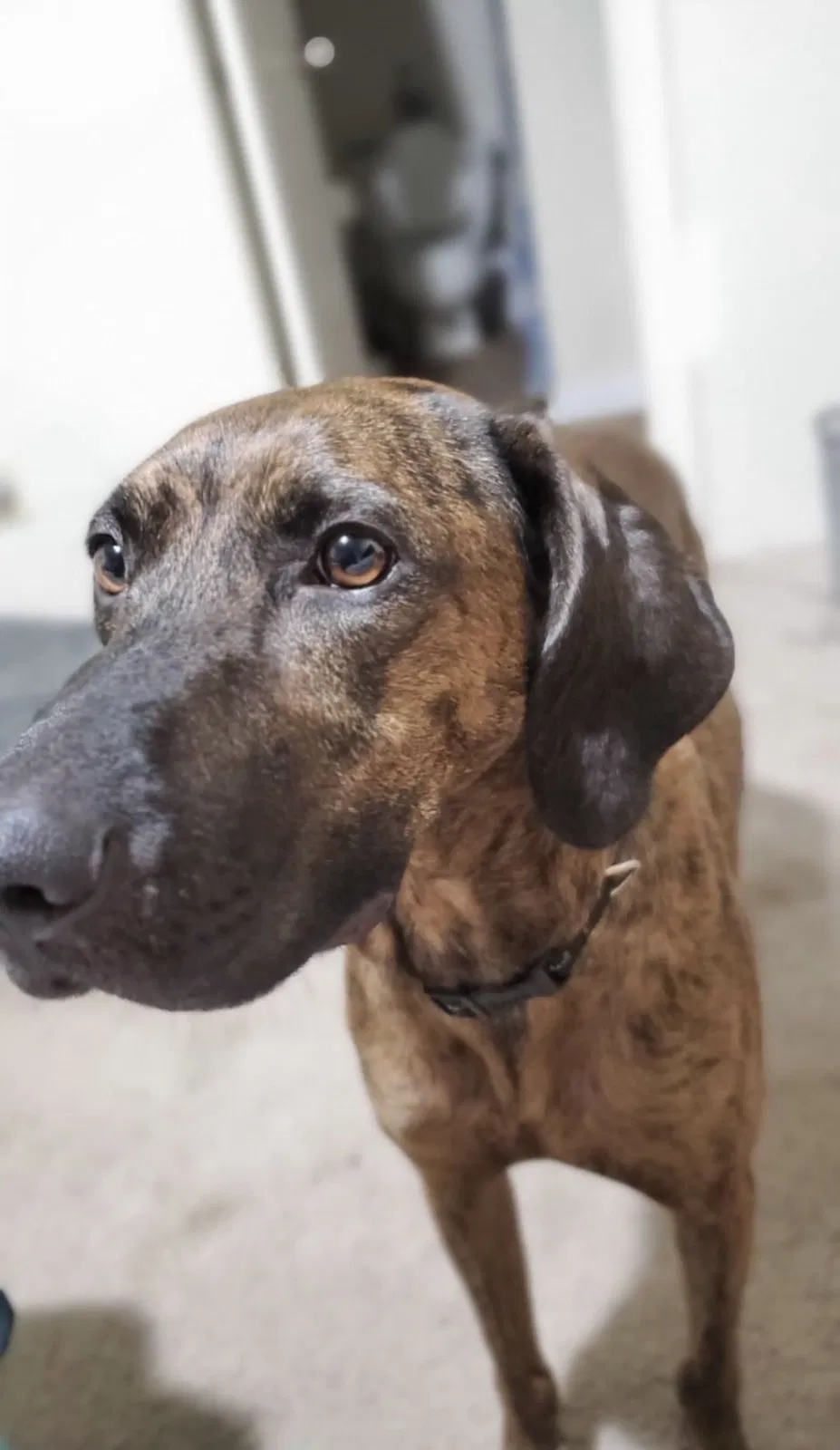 Lost dog in Fresno, TX, 77545