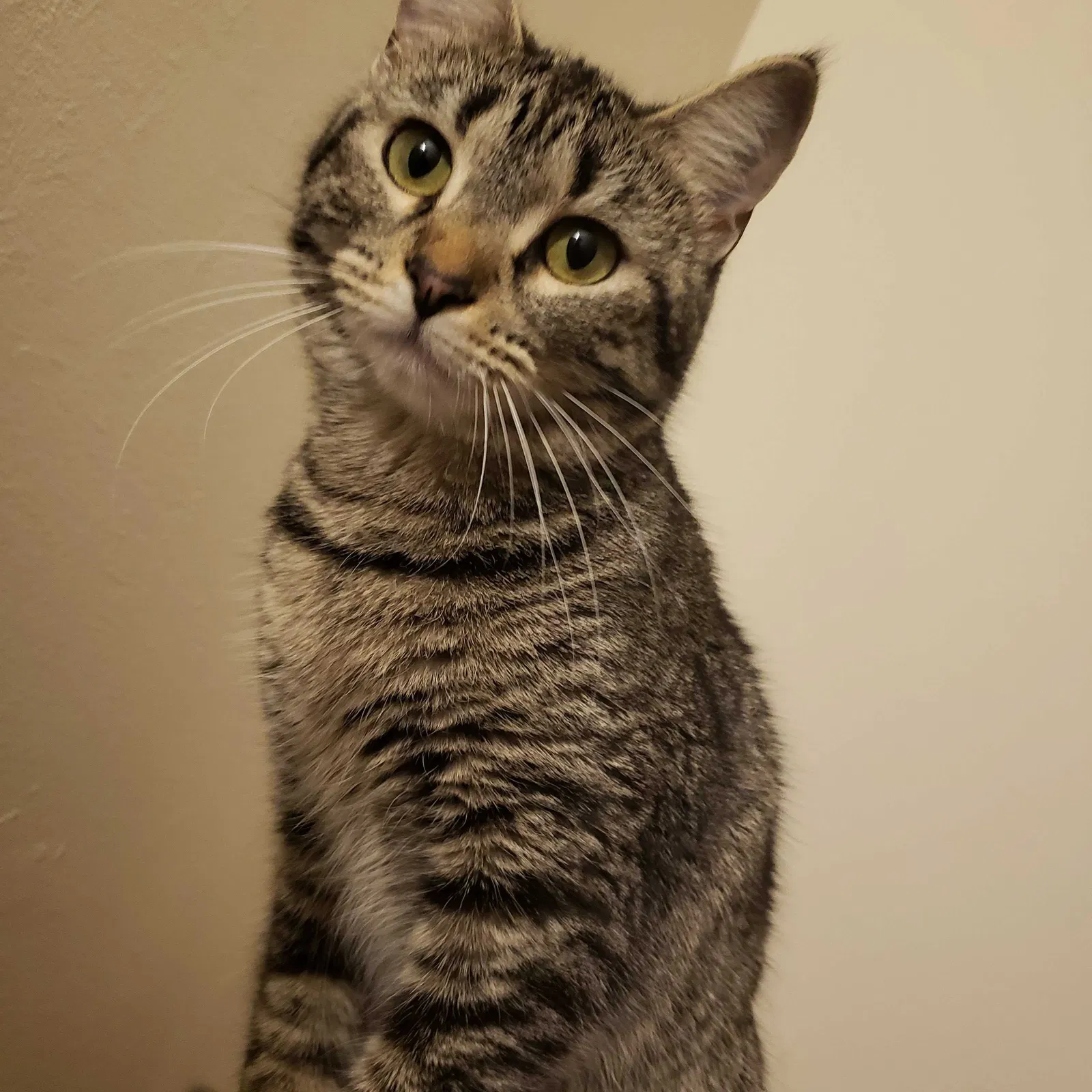 Lost cat in Elgin, IL, 60120