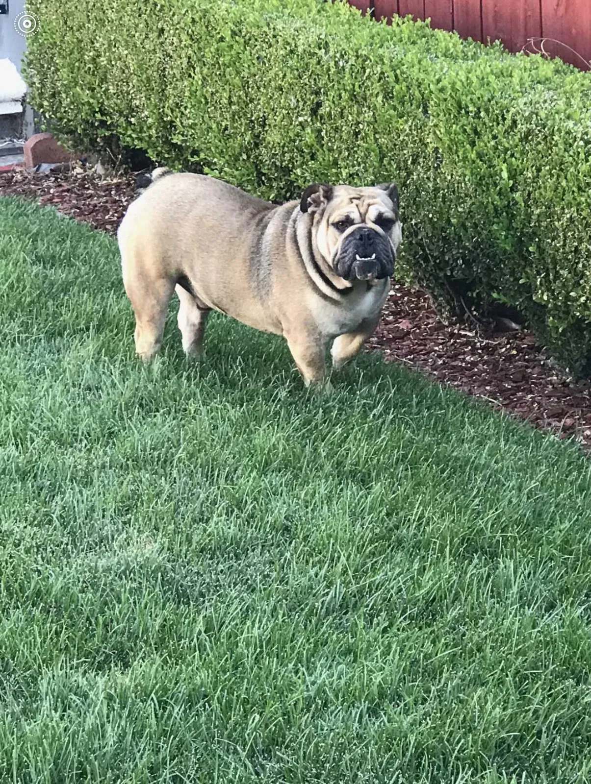 Lost dog in Sacramento, CA, 95820