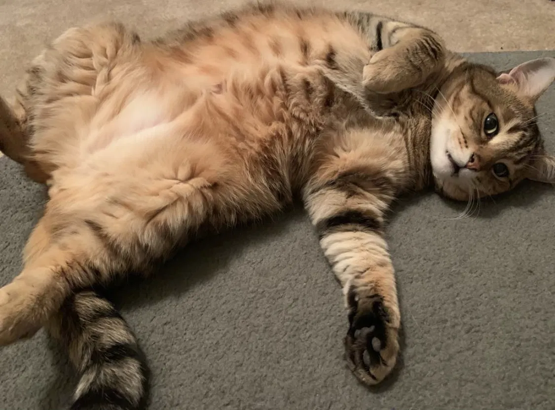 Lost cat in Cuyahoga Falls, OH, 44221