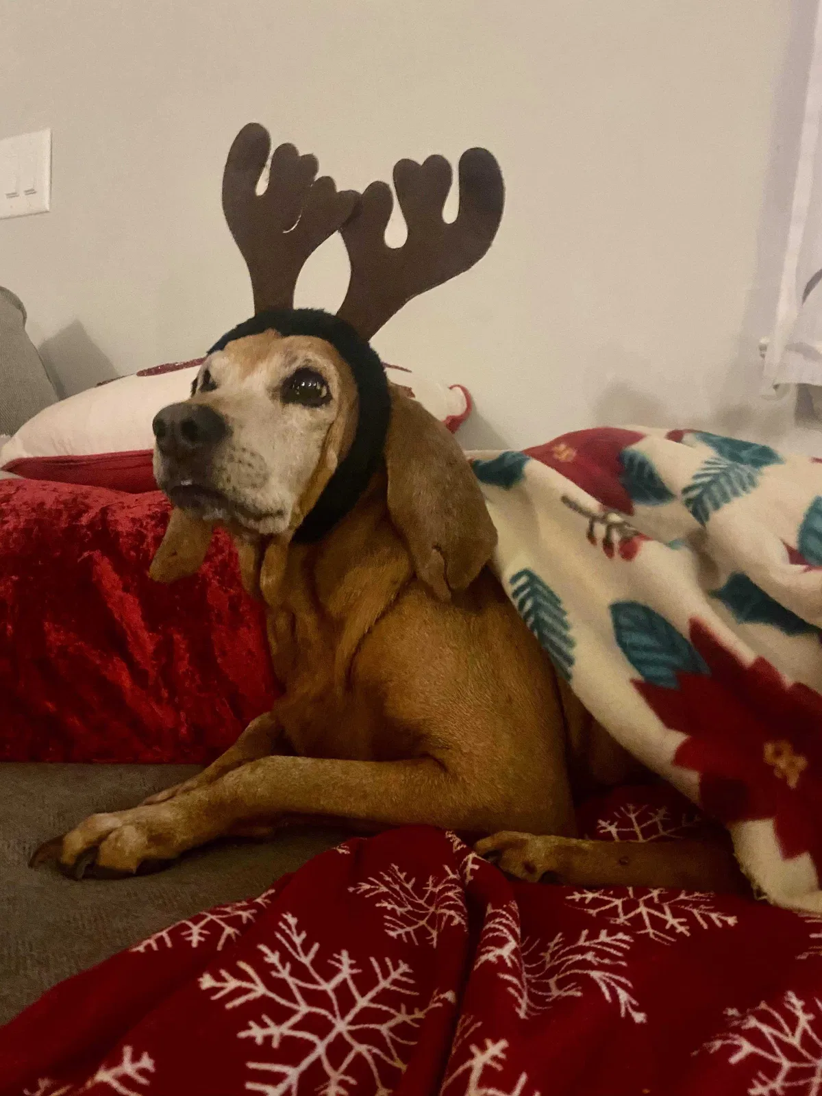 Lost dog in Chattanooga, TN, 37415