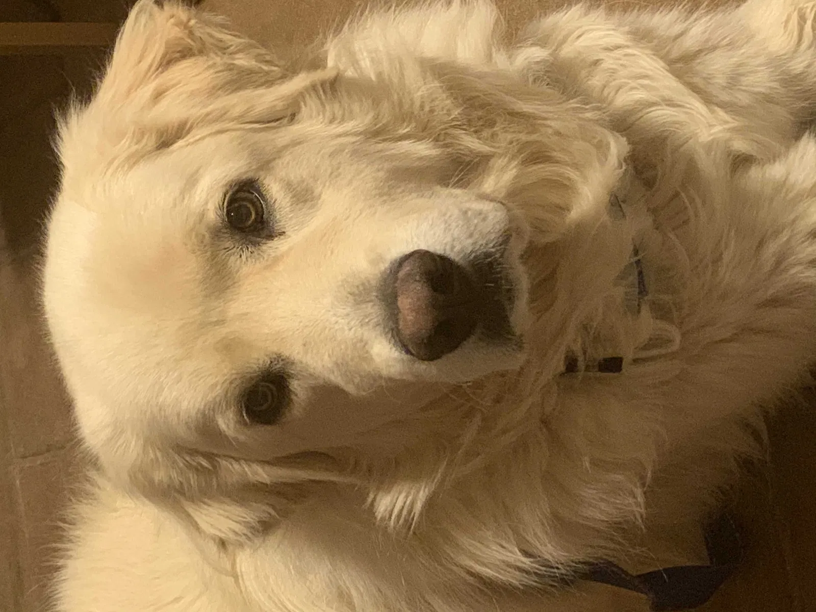 Lost dog in Edgewood, NM, 87015