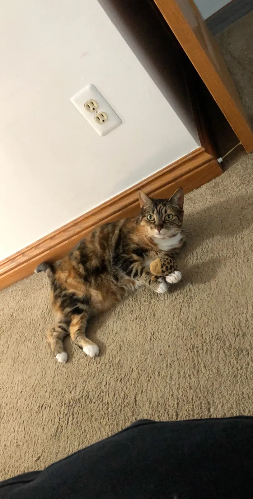 Lost cat in Birmingham, MI, 48009