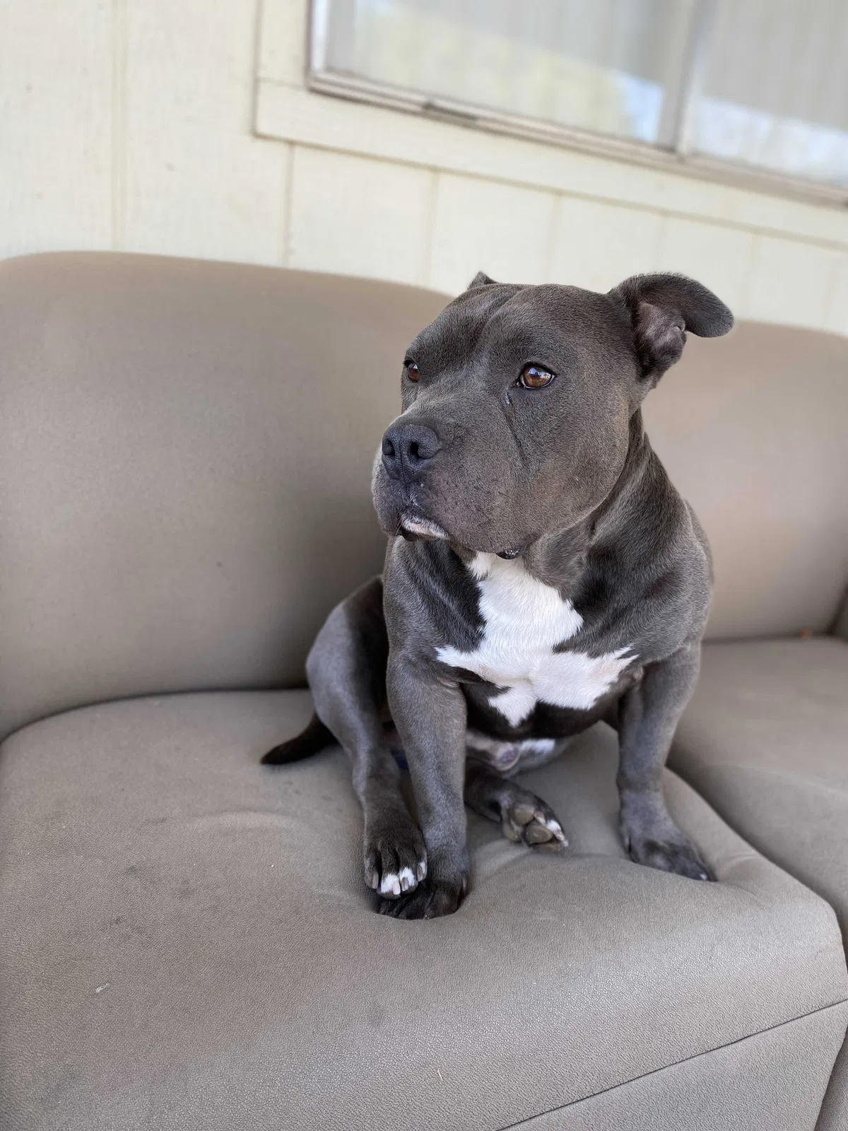 Lost dog in Mesa, AZ, 85213