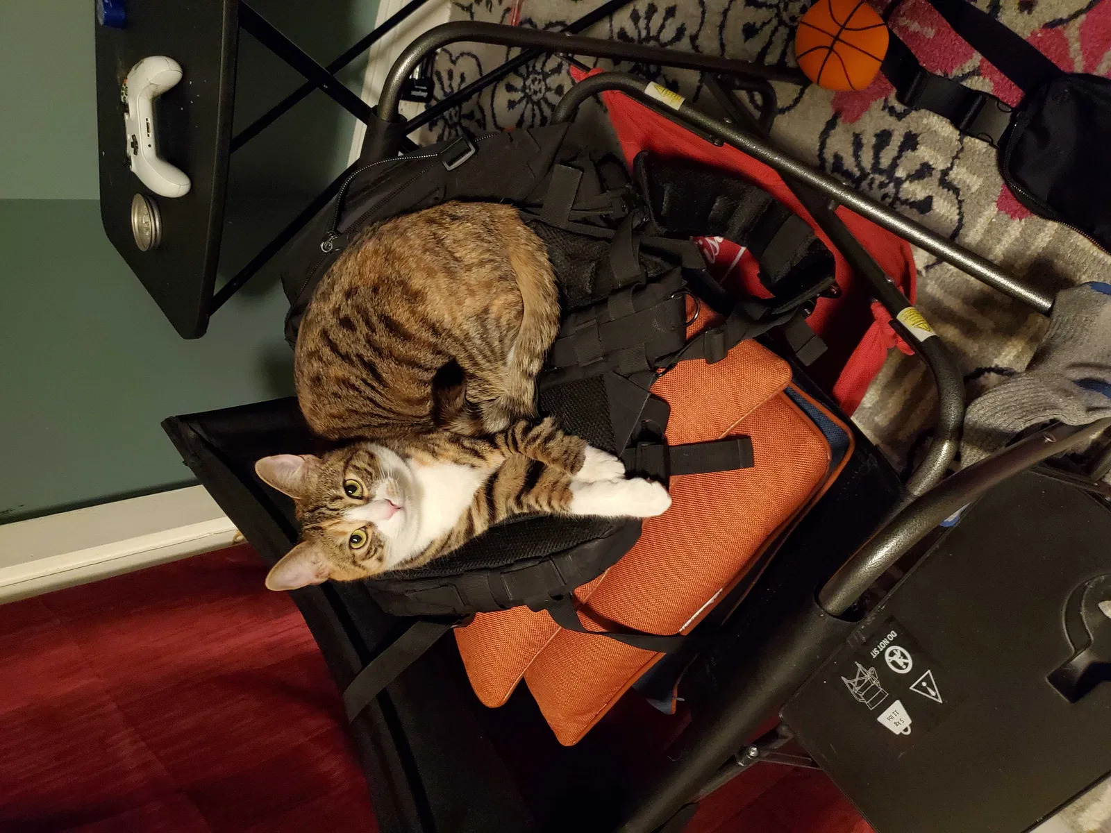 Lost cat in Upper Darby, PA, 19082