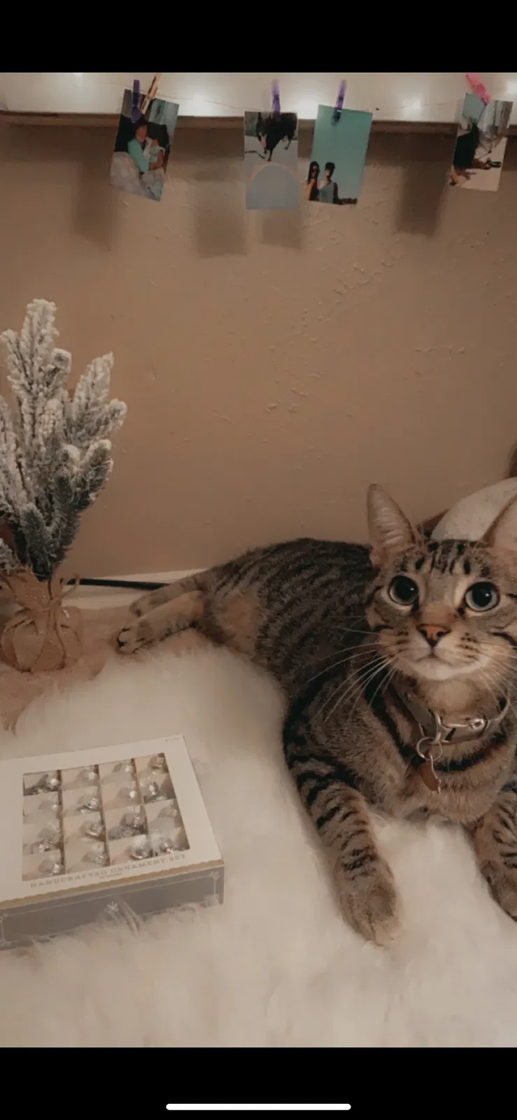 Lost cat in Fort Worth, TX, 76108