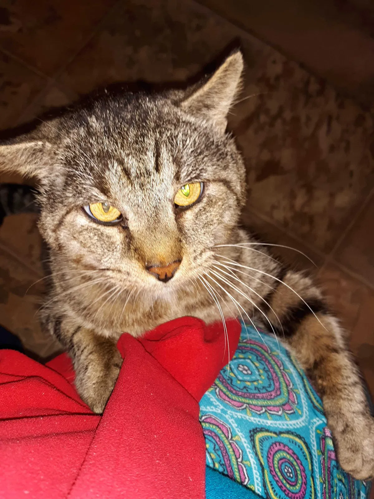 Lost cat in Hampton, VA, 23664