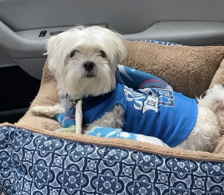 Lost dog in Richmond, VA, 23224
