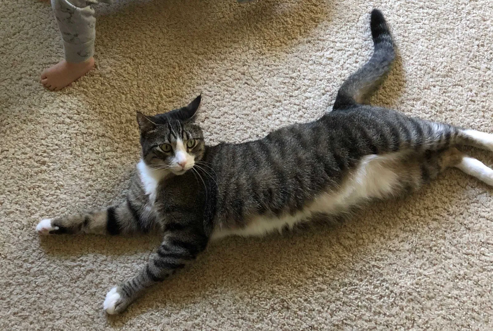 Lost cat in Orinda, CA, 94563