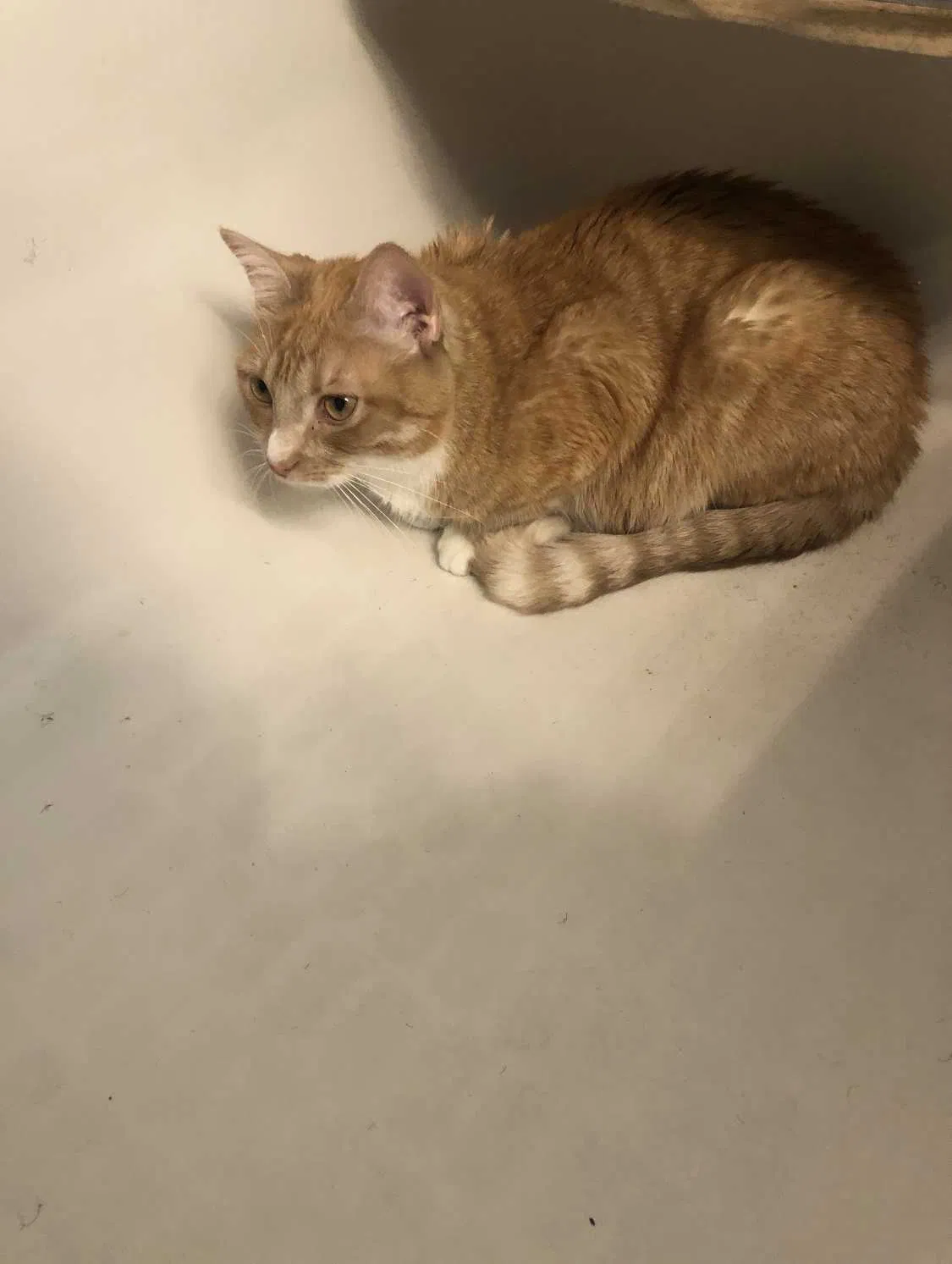 Lost cat in Fort Lauderdale, FL, 33324