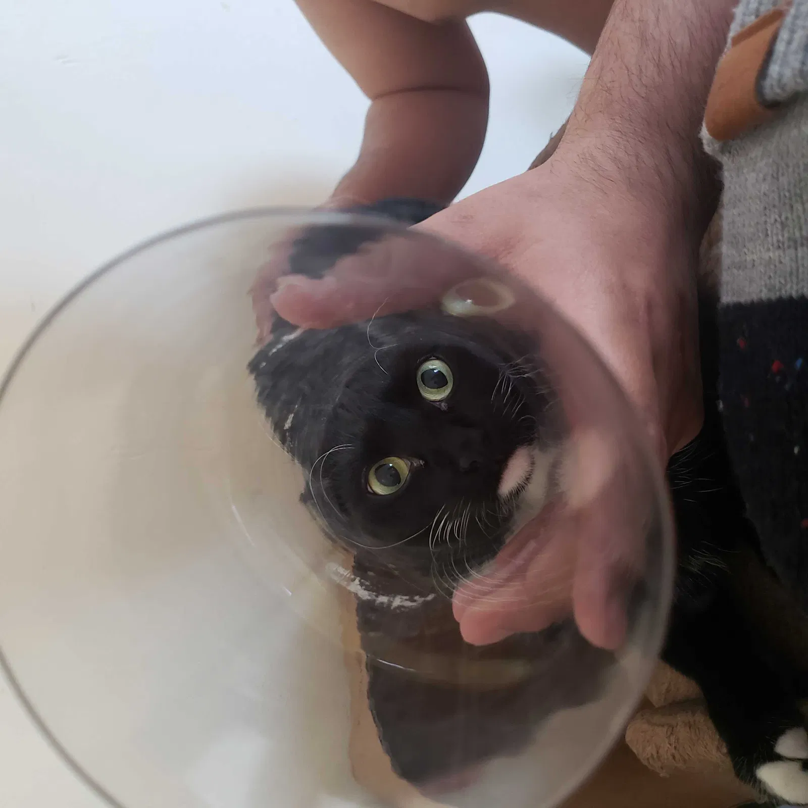 Lost cat in Milwaukee, WI, 53208