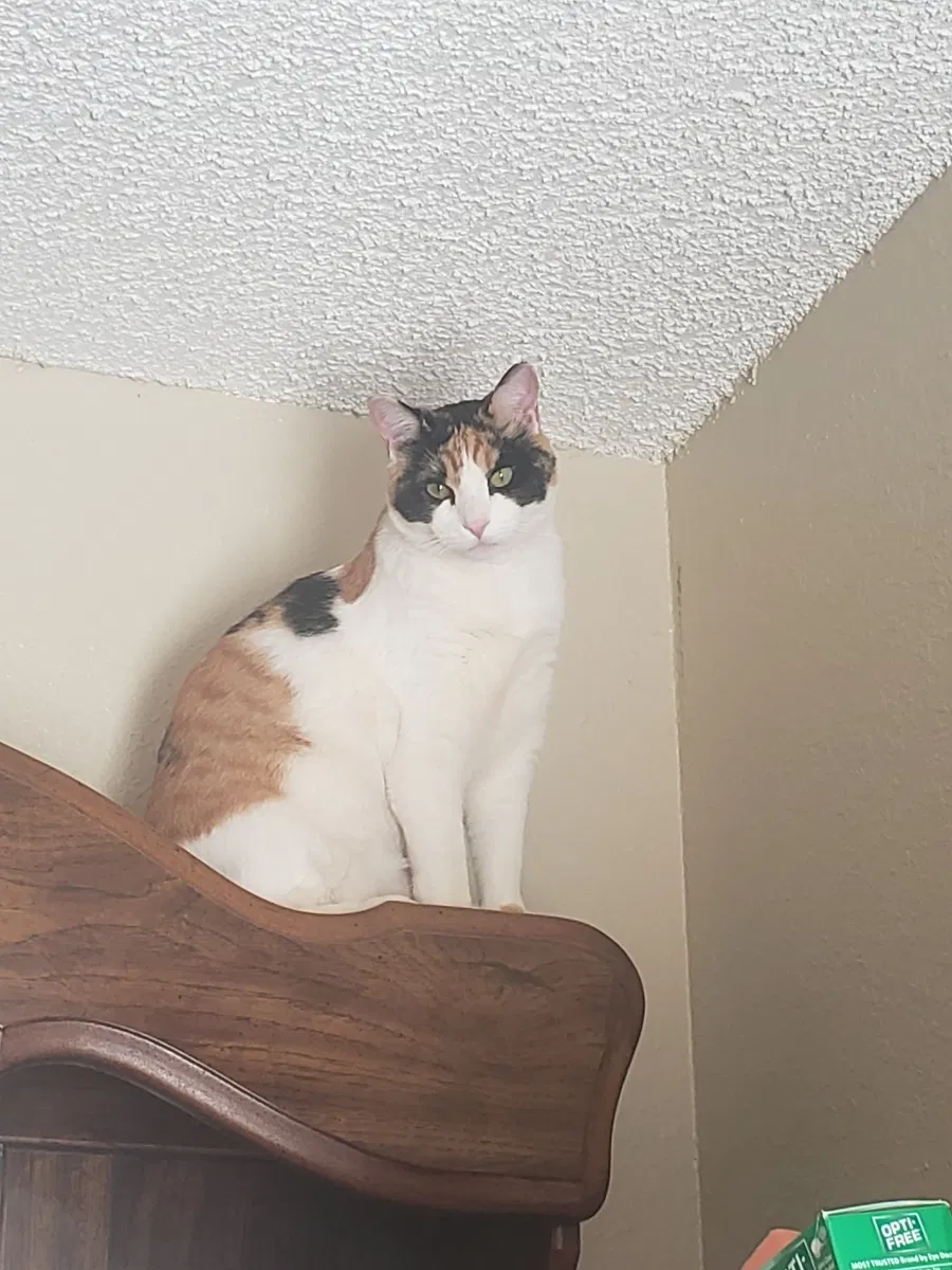 Lost cat in Reno, NV, 89506