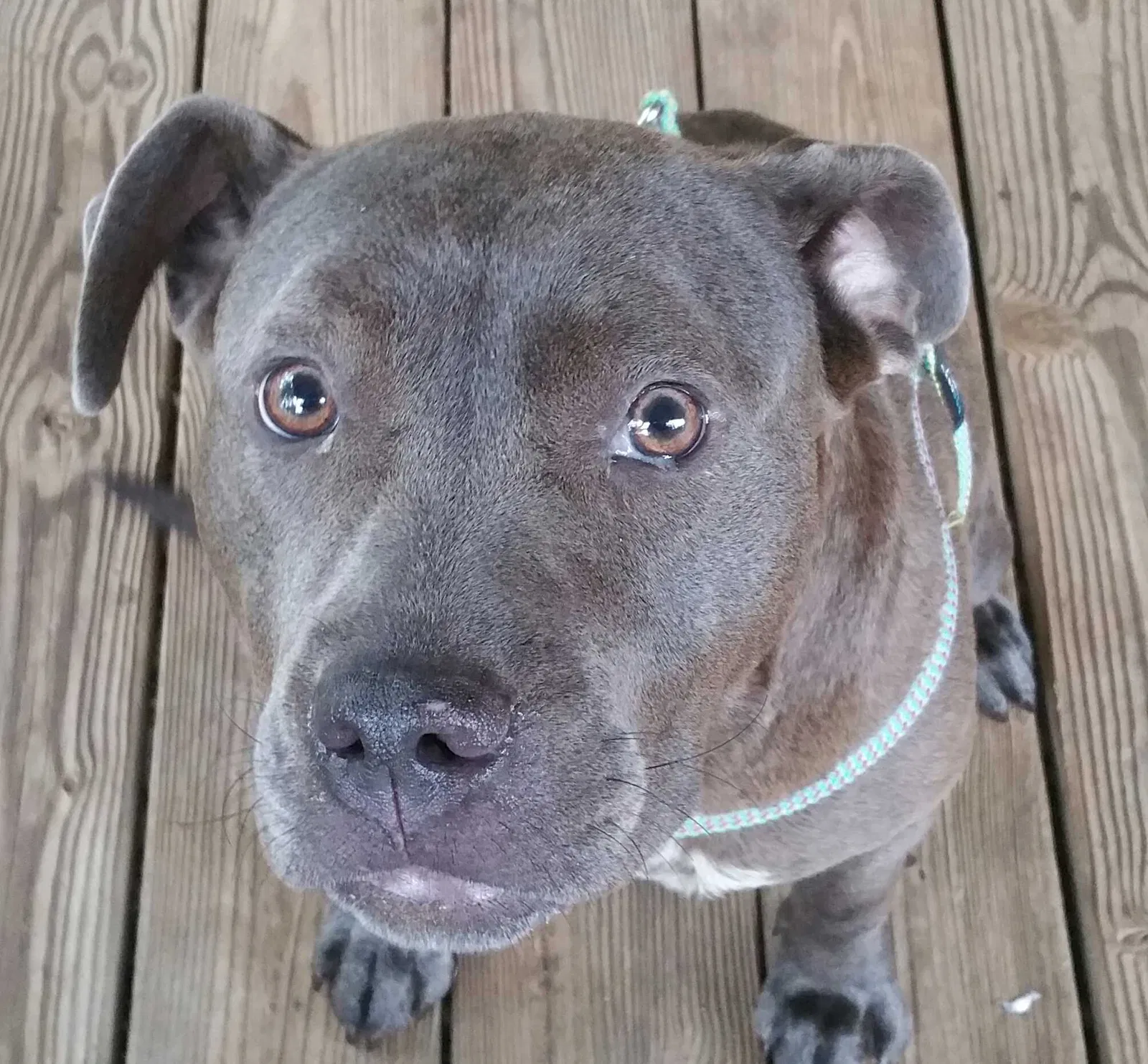 Lost dog in Pelzer, SC, 29669