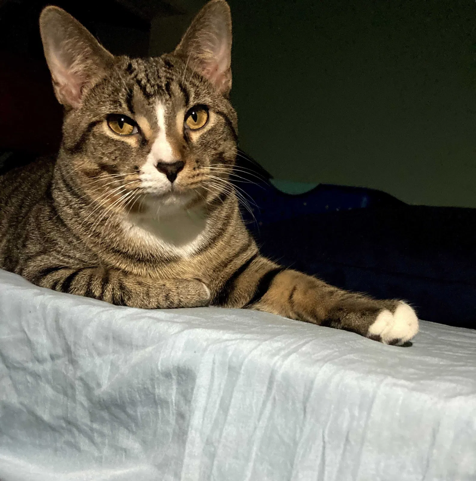 Lost cat in Chicago, IL, 60644