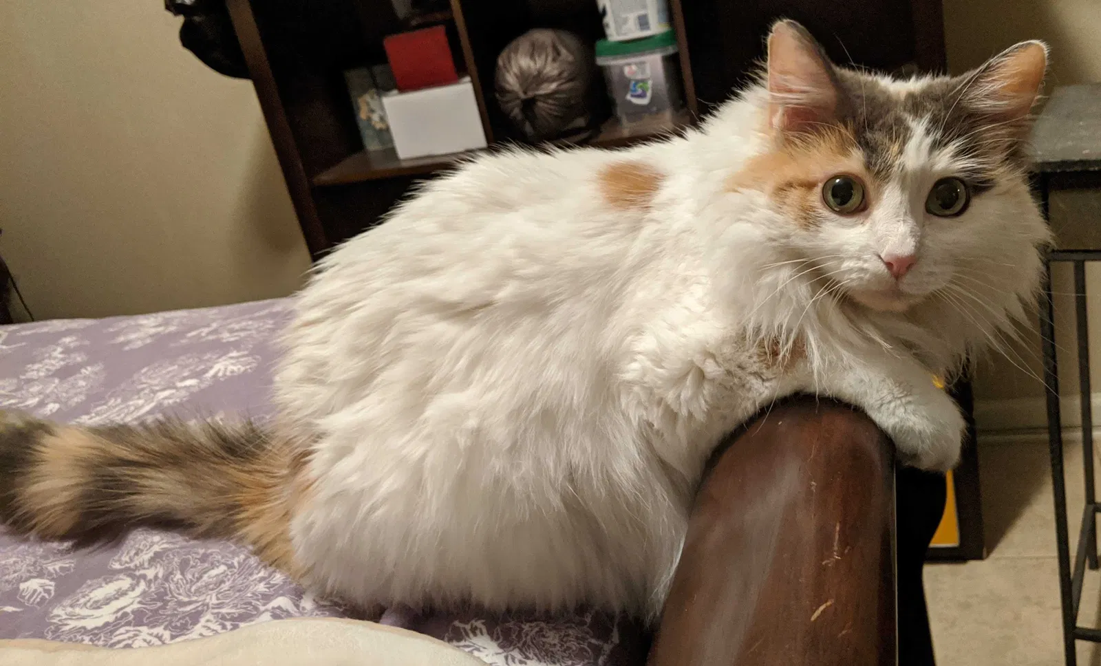 Lost cat in Albuquerque, NM, 87106