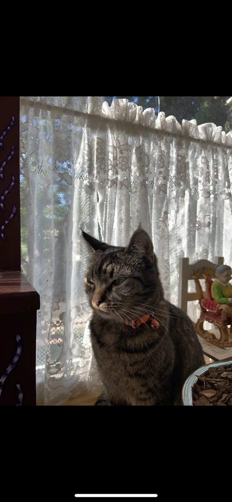 Lost cat in Aurora, CO, 80012