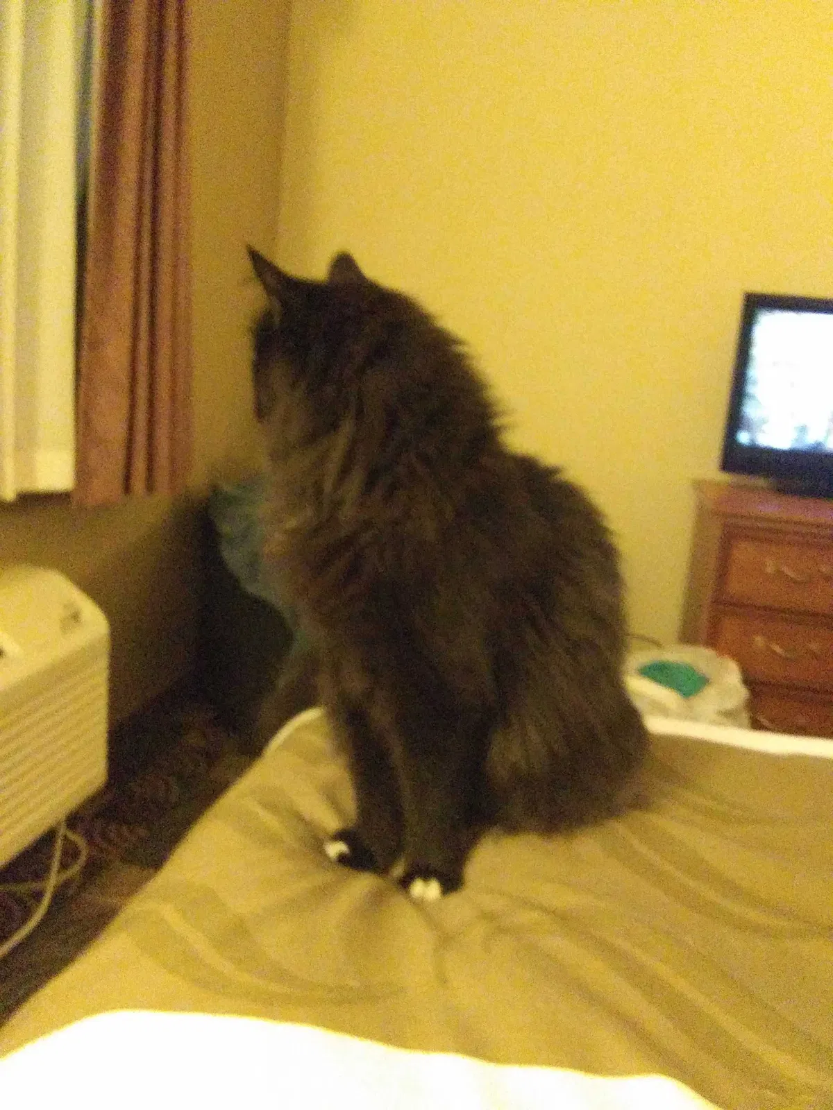 Lost cat in North Port, FL, 34287
