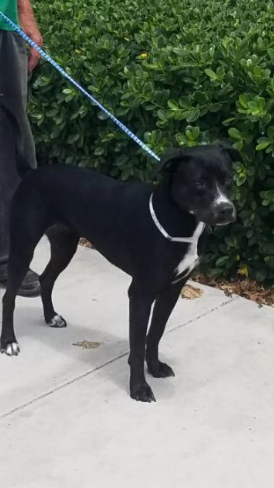 Lost dog in Opa Locka, FL, 33054