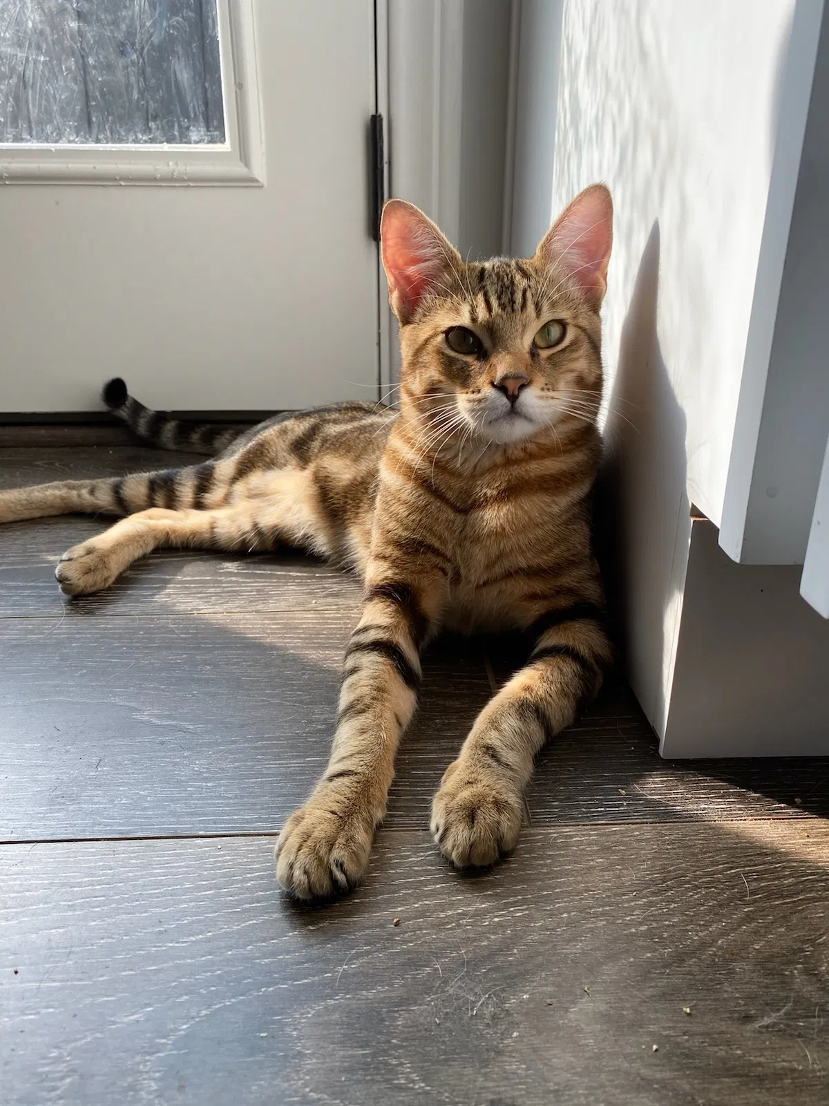 Lost cat in Lakewood, CA, 90713