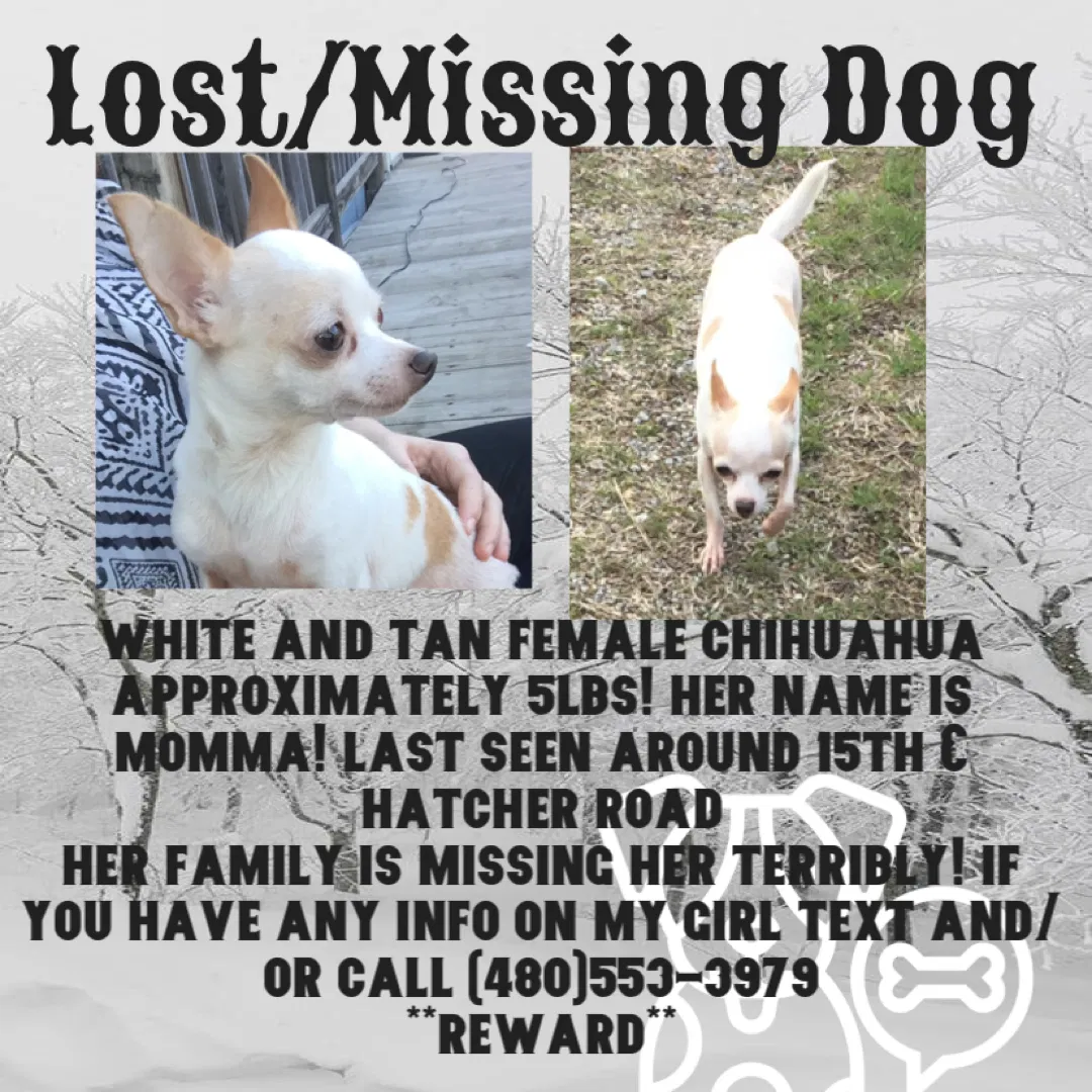 Lost dog in Phoenix, AZ, 85021