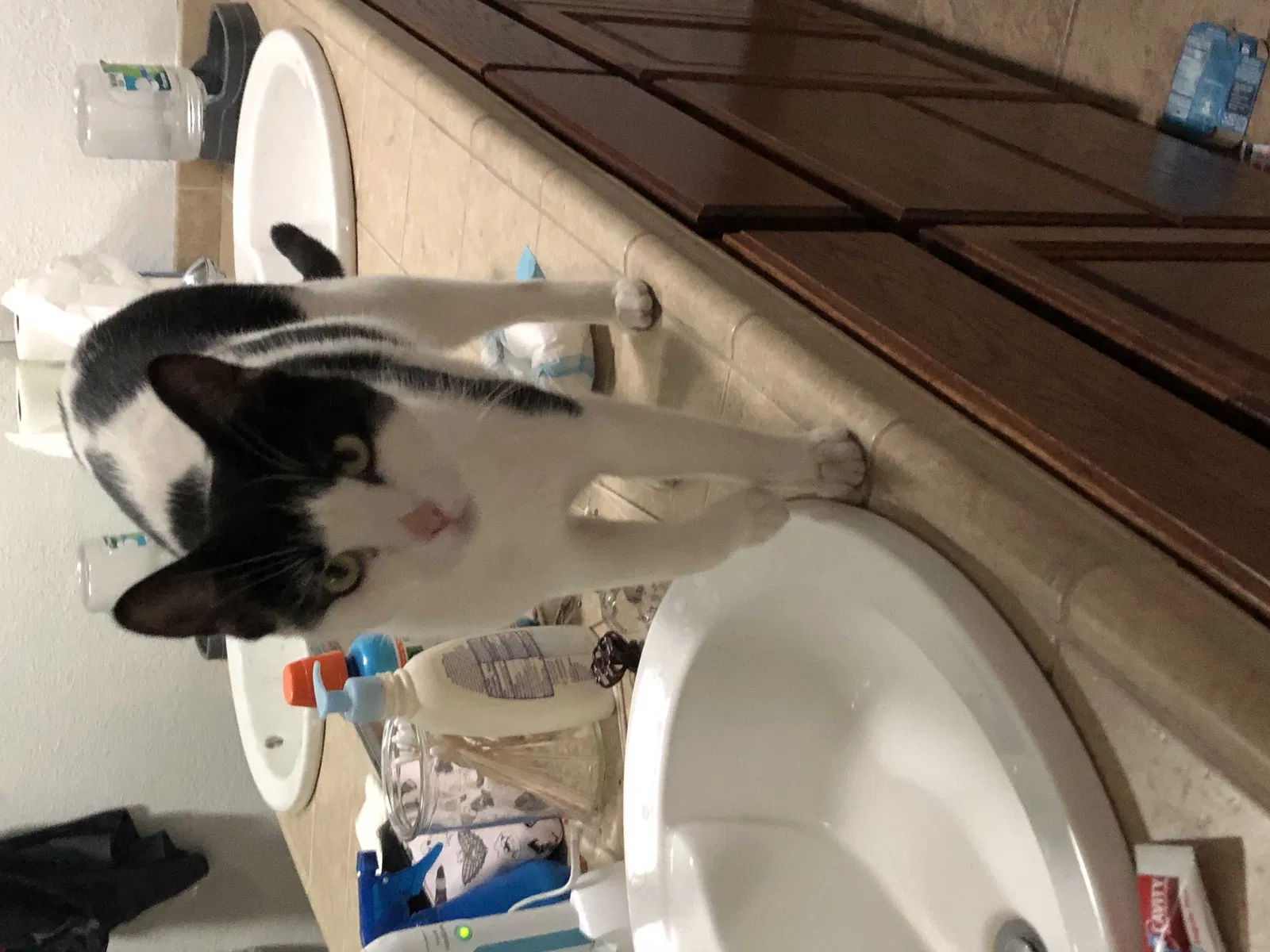 Lost cat in Vacaville, CA, 95687