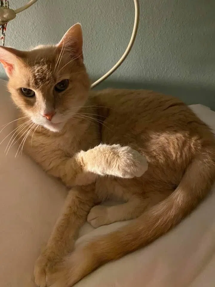 Lost cat in Little Rock, AR, 72206
