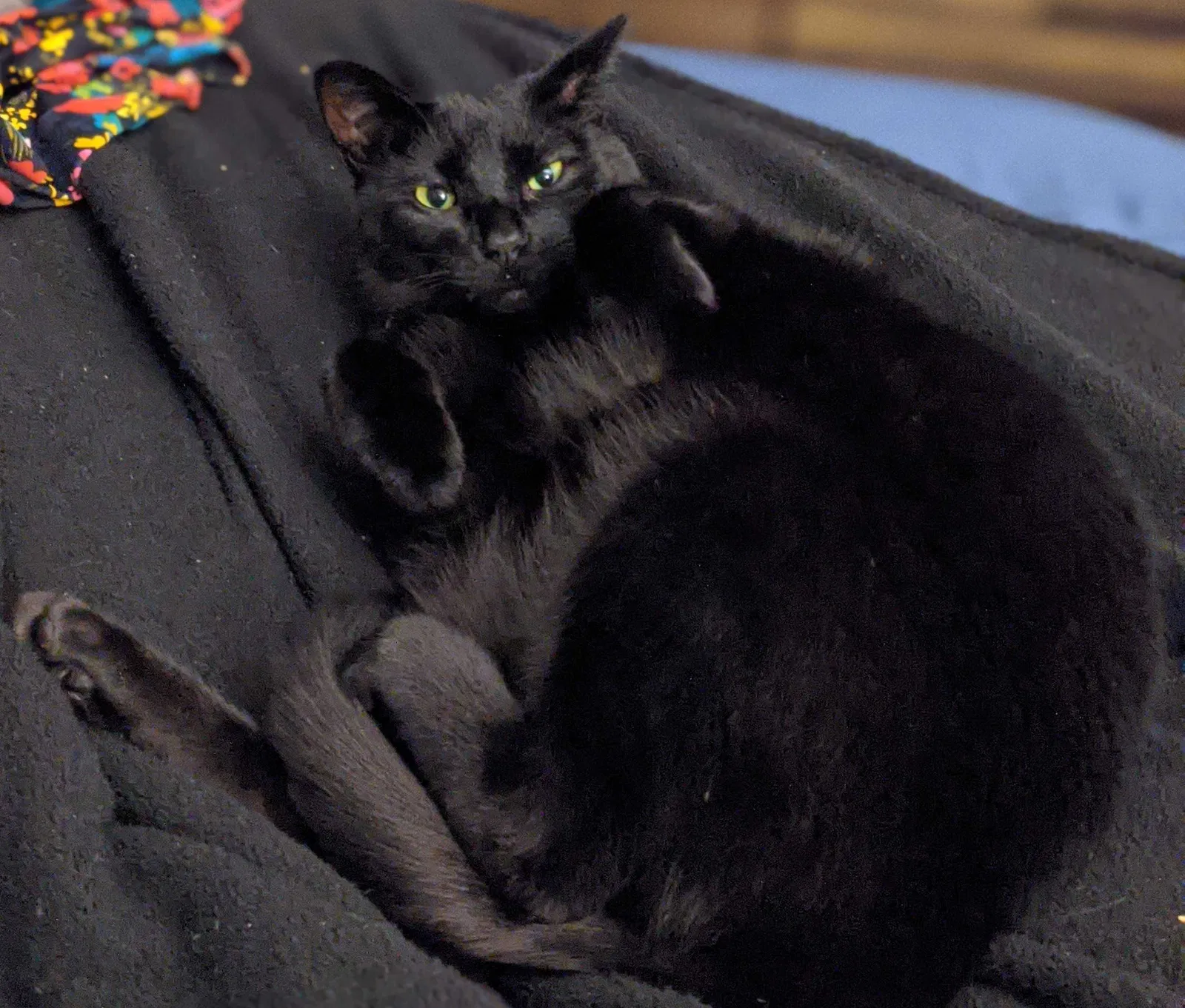 Lost cat in Bothell, WA, 98012