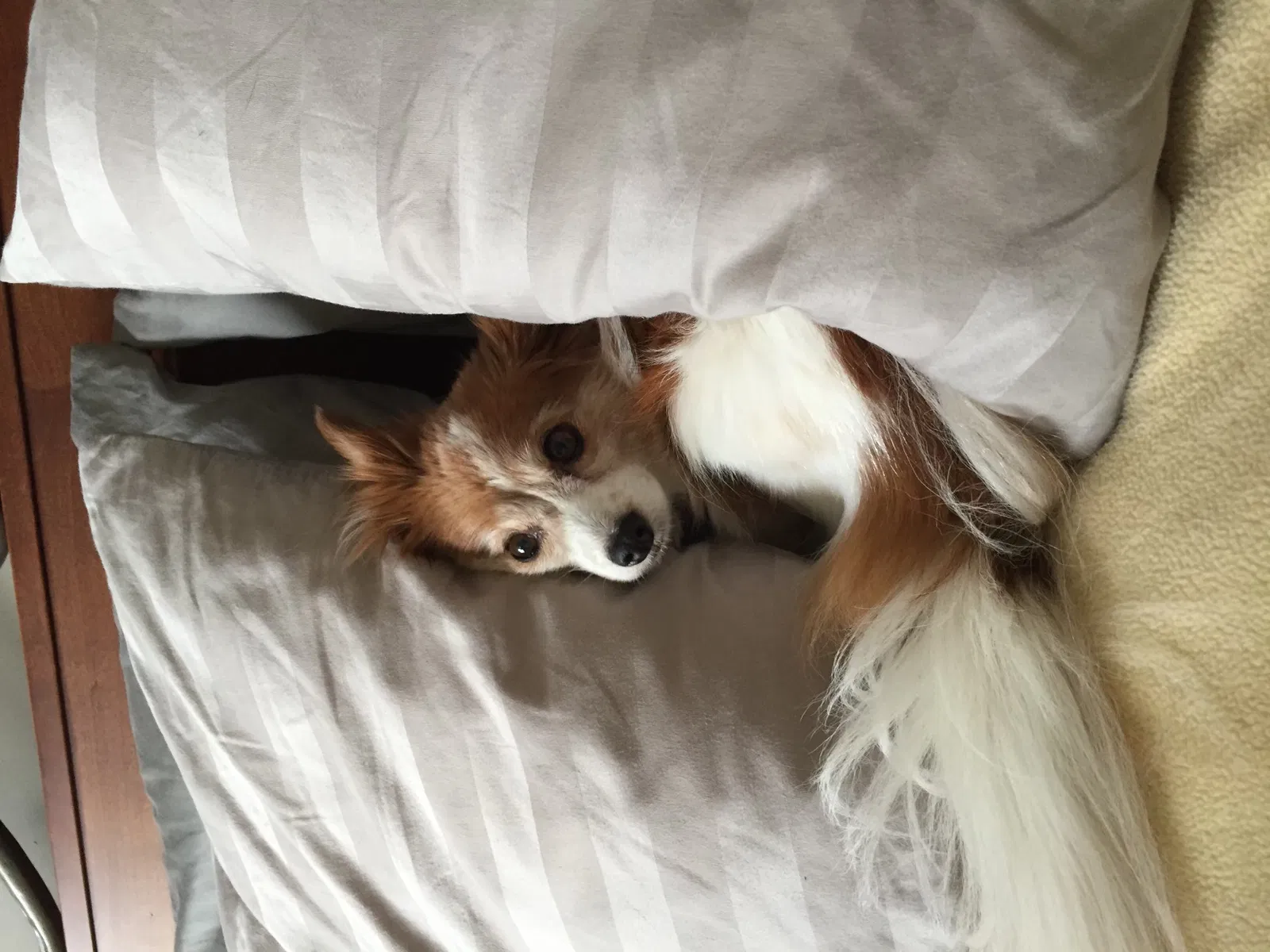 Lost dog in Middletown, OH, 45042