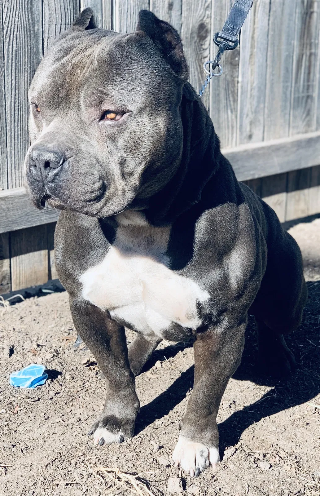 Lost dog in Amarillo, TX, 79106