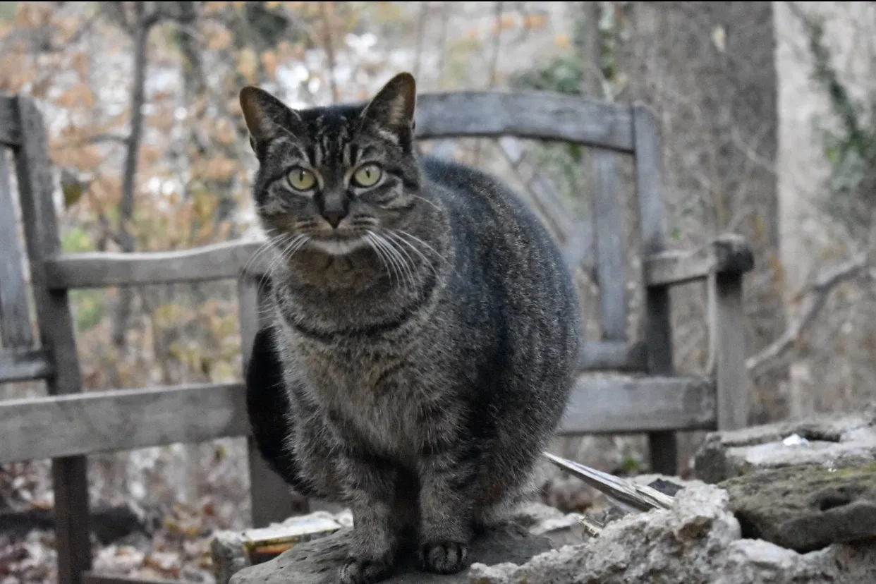 Lost cat in Fayetteville, AR, 72701