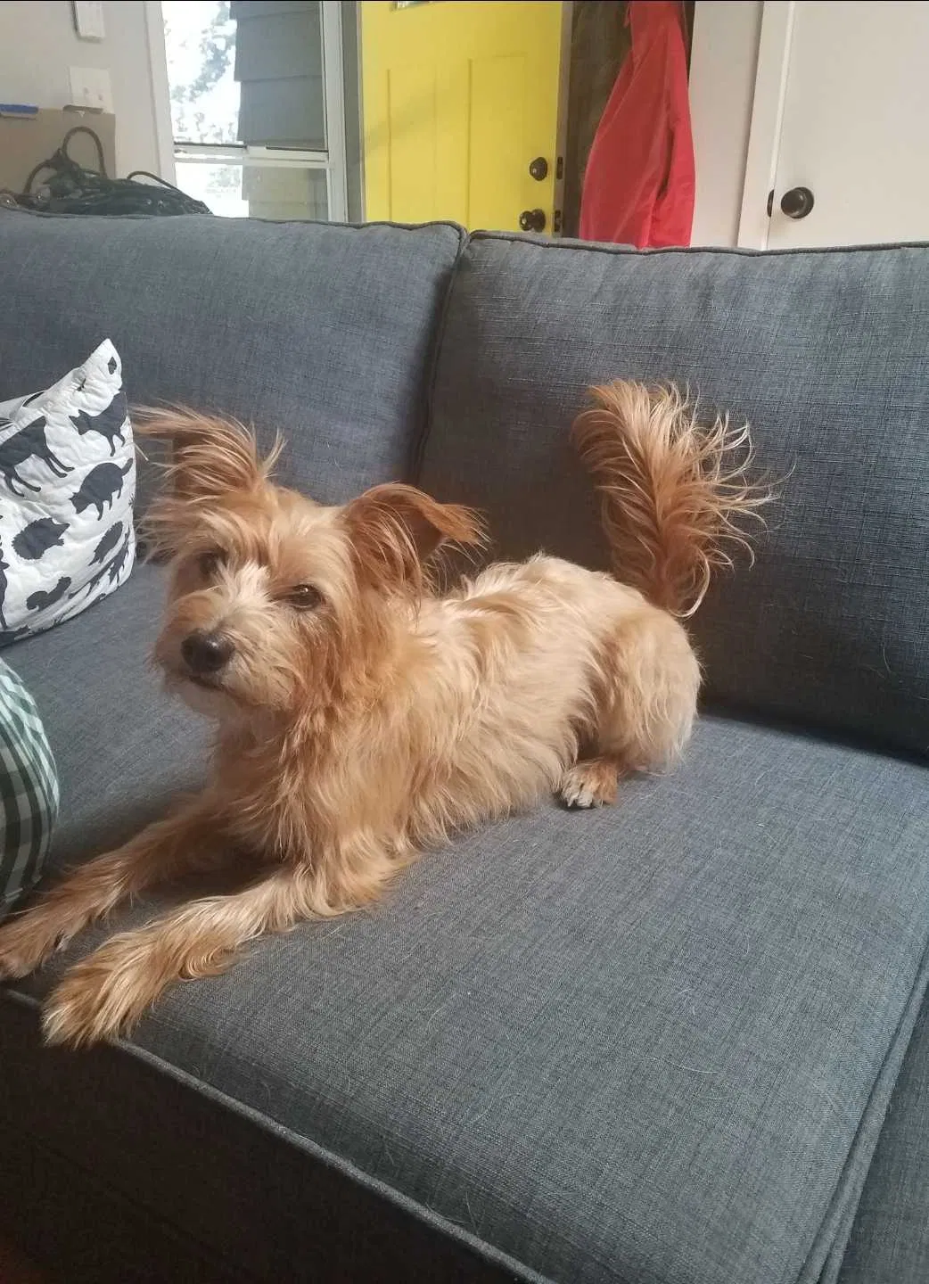 Lost dog in Kenmore, WA, 98028