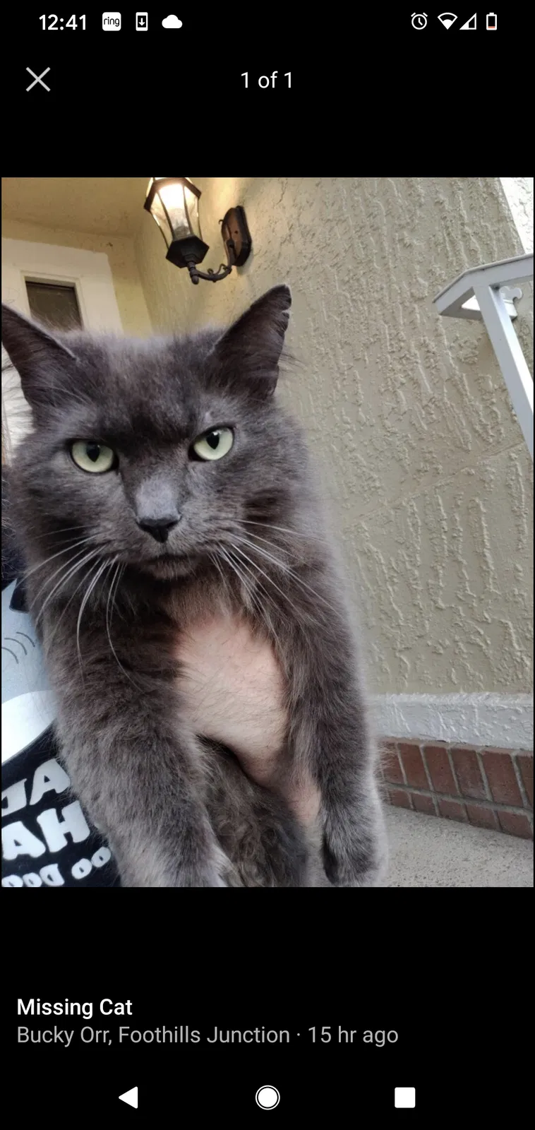 Lost cat in Roseville, CA, 95747