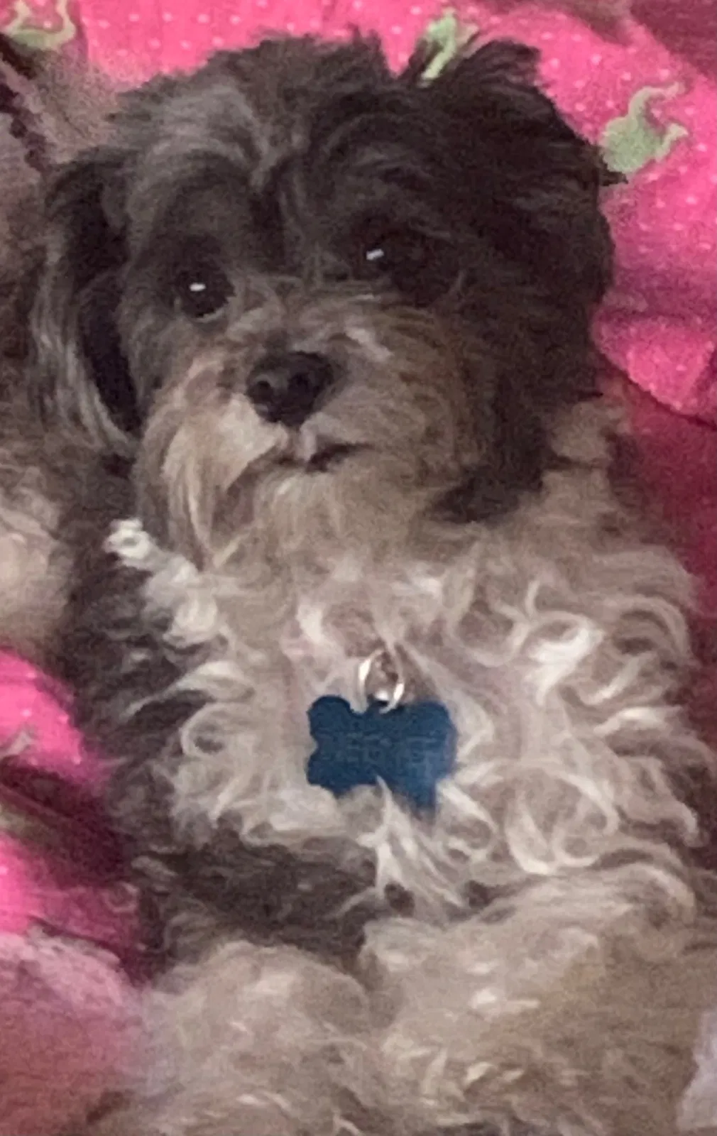 Lost dog in Riverside, CA, 92506