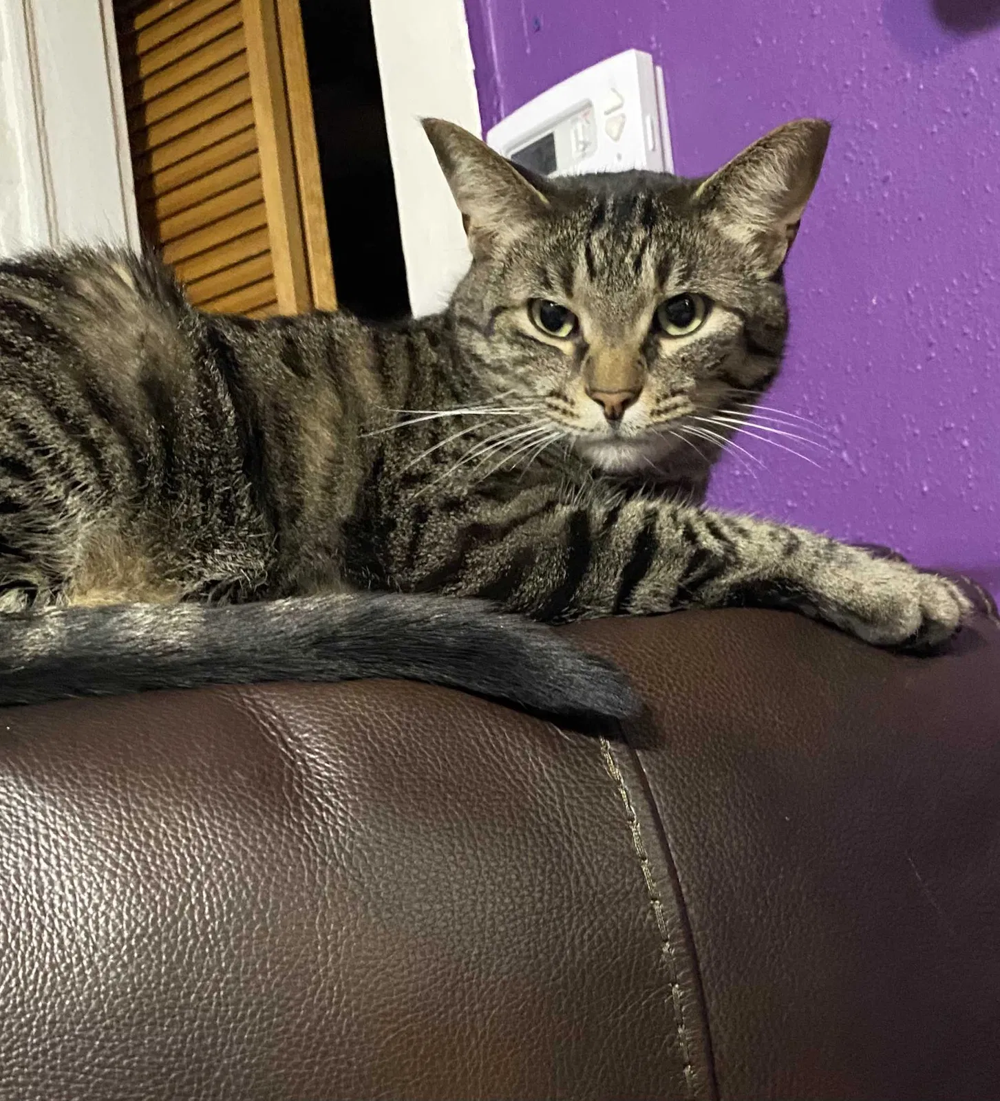 Lost cat in Des Moines, IA, 50316
