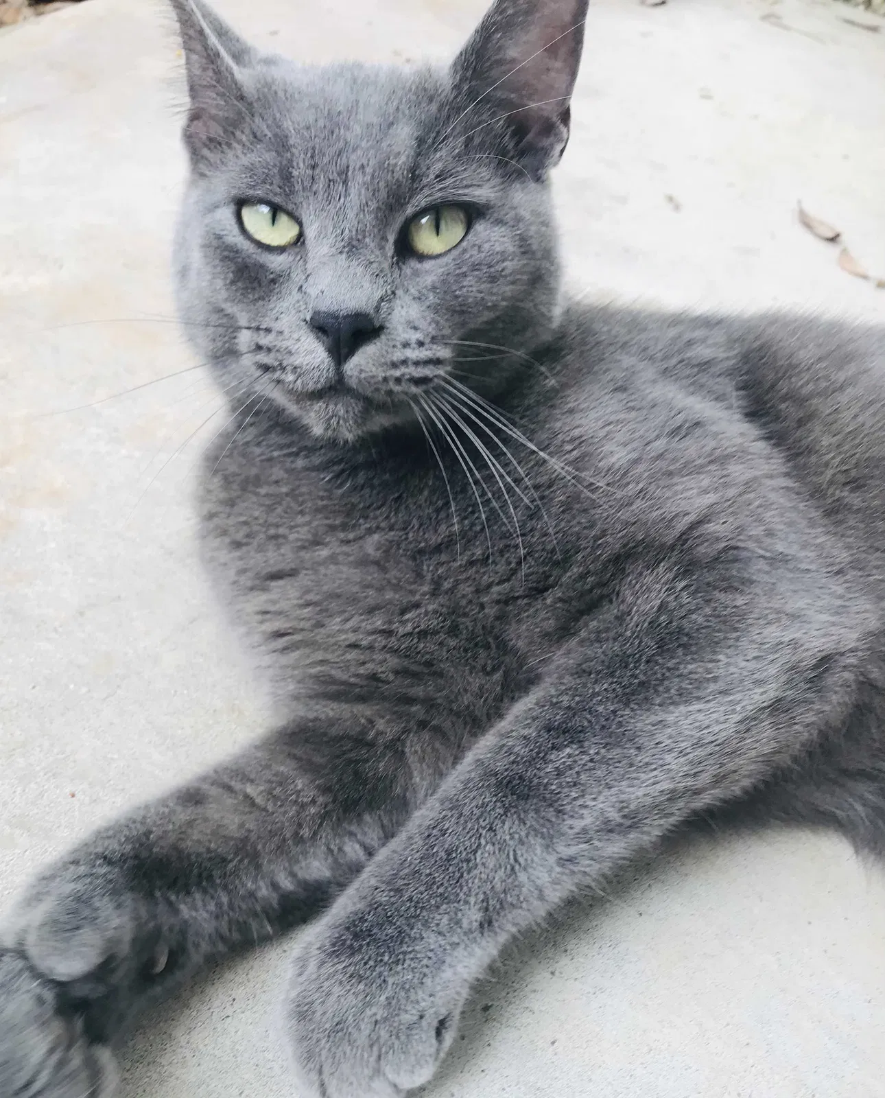 Lost cat in Shreveport, LA, 71115