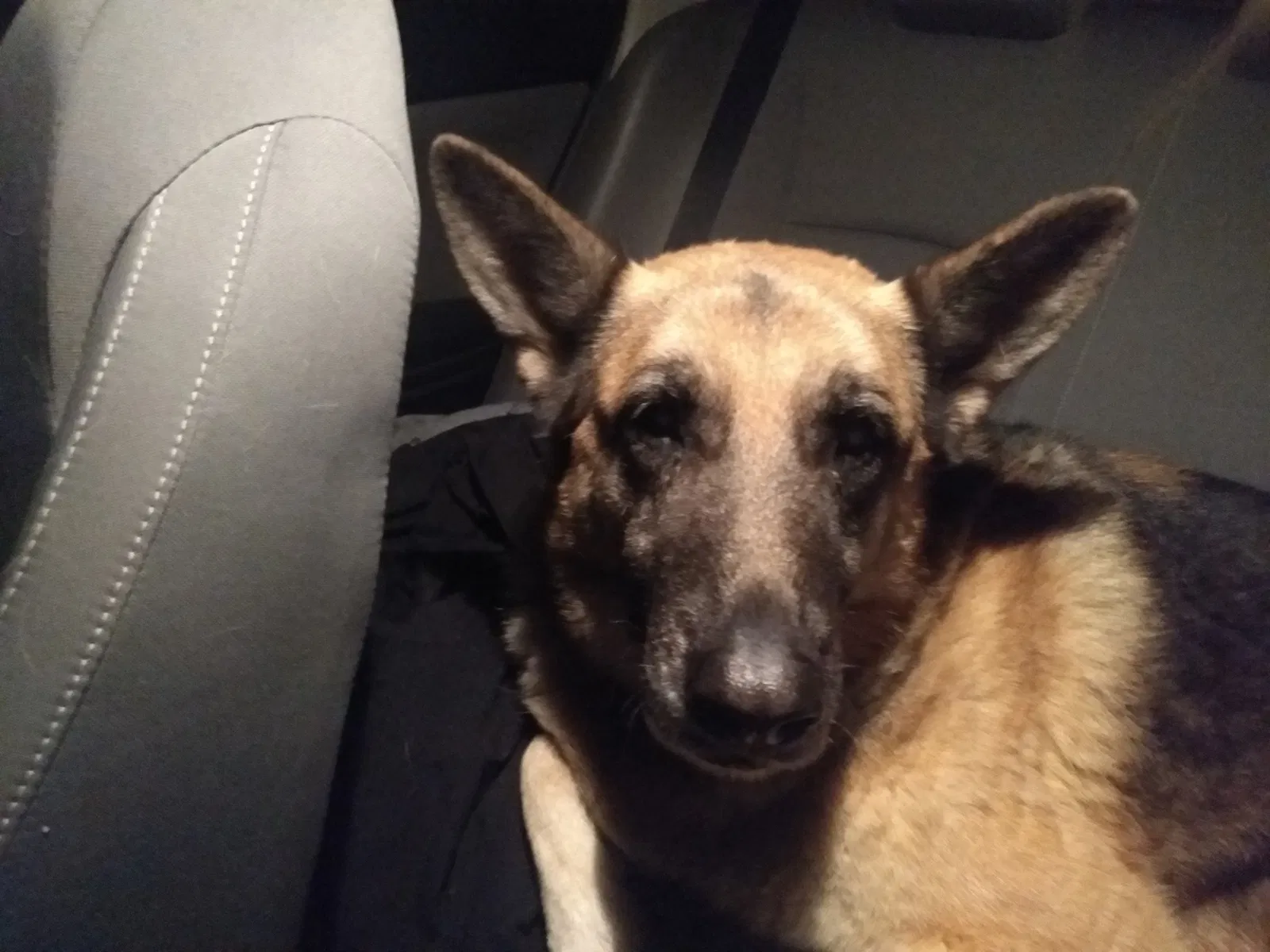 Found dog in Gilbert, AZ, 85298