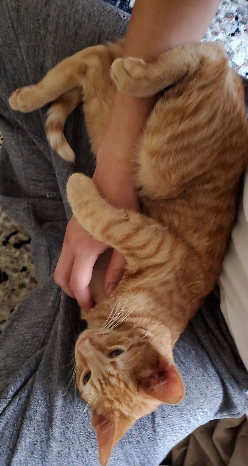 Lost cat in Columbus, OH, 43229