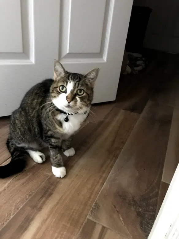 Lost cat in Orlando, FL, 32837