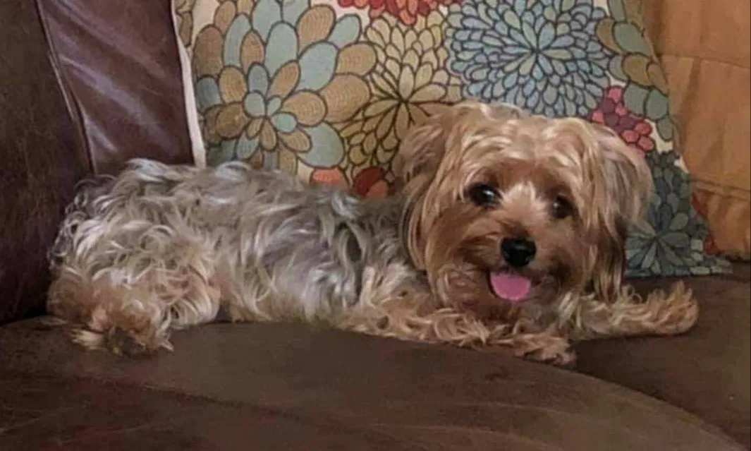 Lost dog in Modesto, CA, 95351
